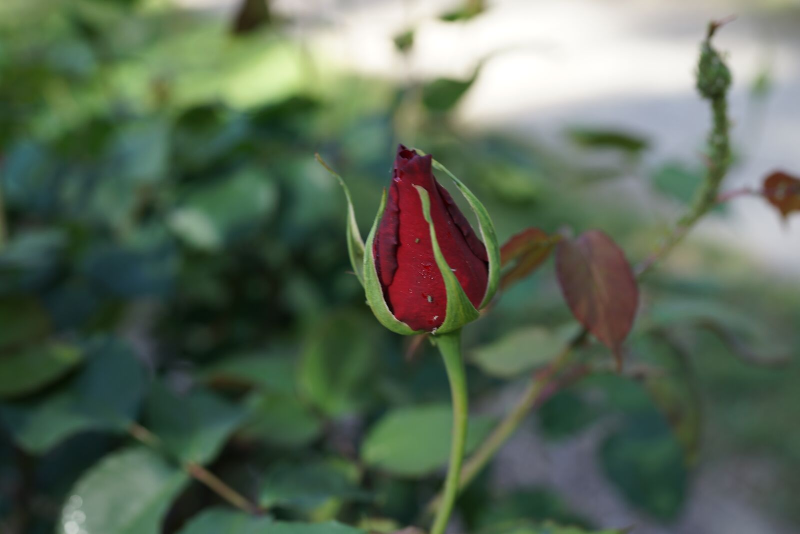Sony Cyber-shot DSC-RX1R sample photo. Rose bud, bloom, future photography