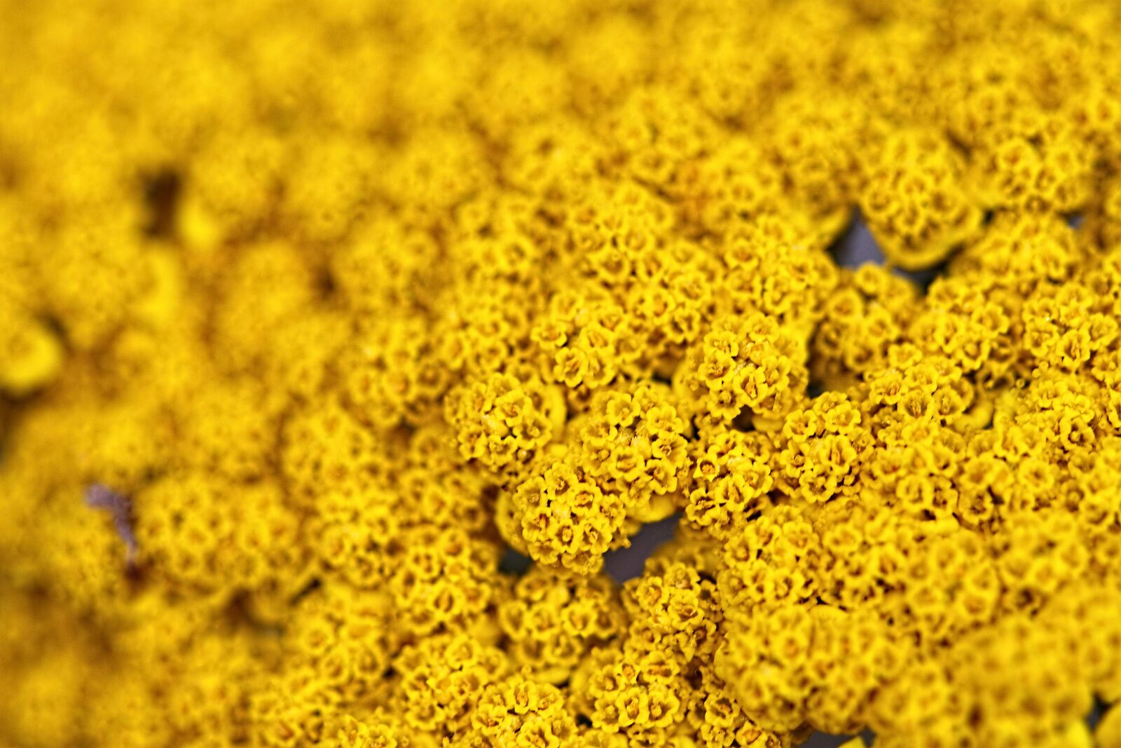 Canon EOS 500D (EOS Rebel T1i / EOS Kiss X3) sample photo. Flowers, close up, macro photography