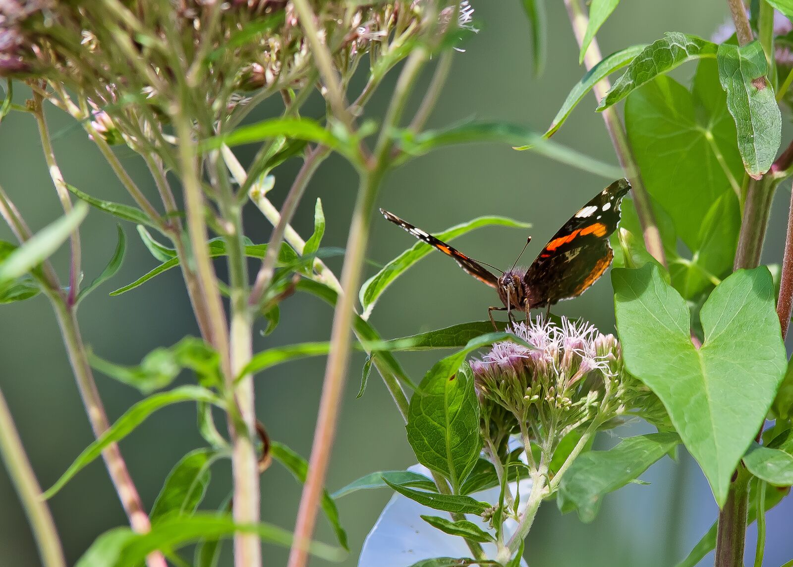 Canon EOS 50D sample photo. Butterfly, flower, nature photography