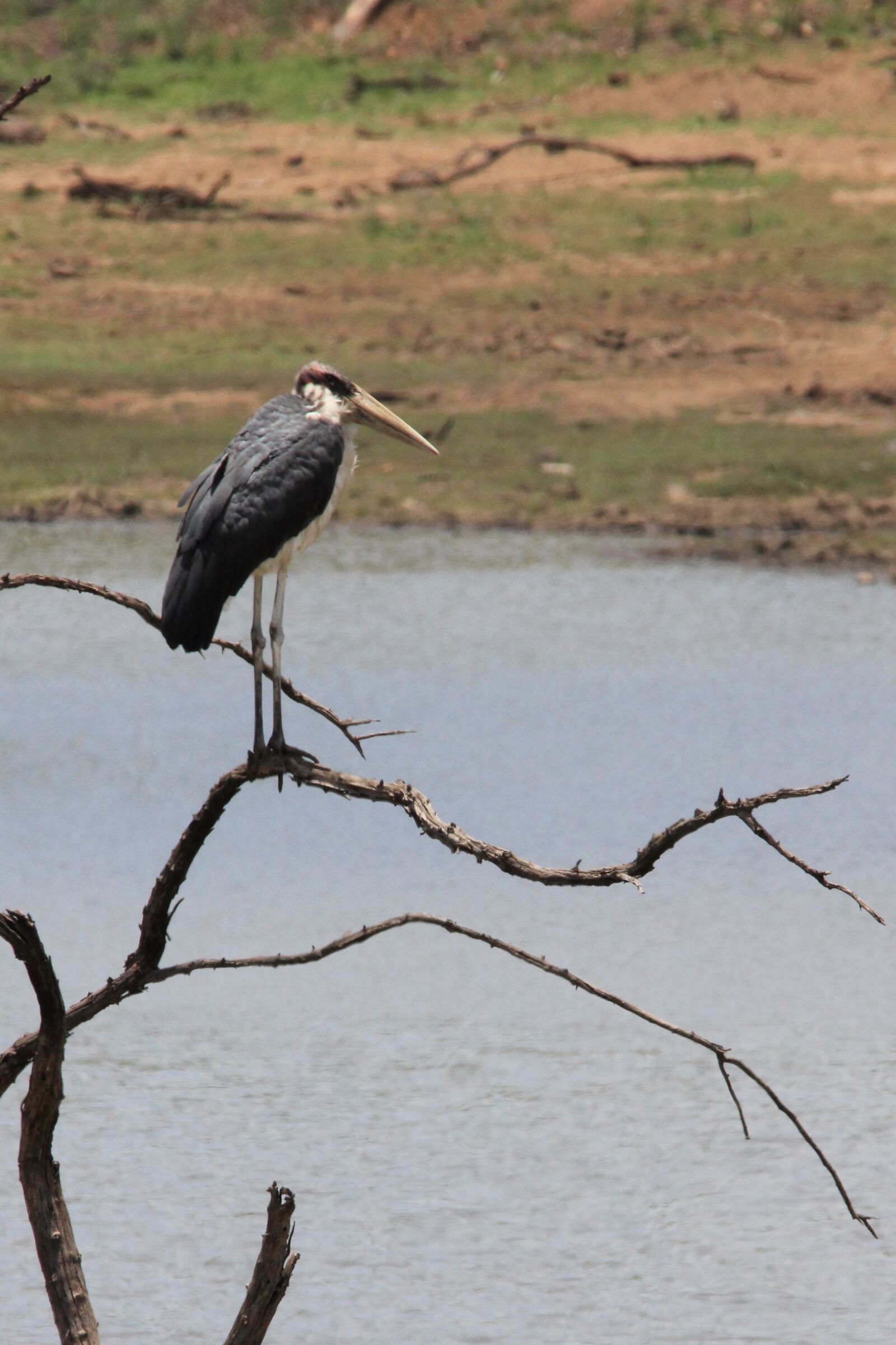 Canon EOS 60D sample photo. Marabou, stork, bird photography