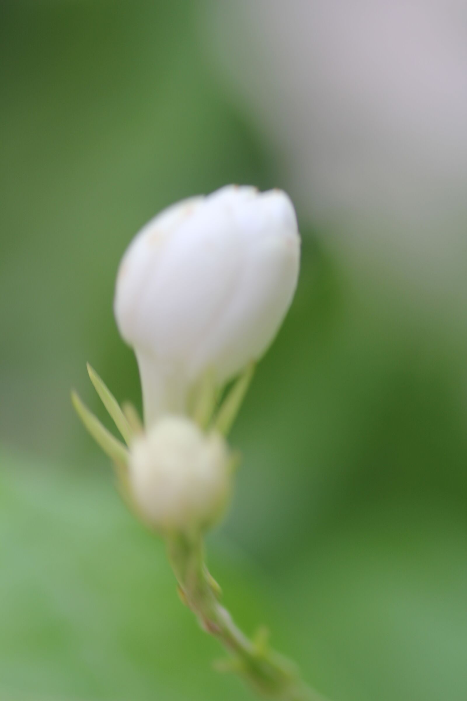Canon EOS 550D (EOS Rebel T2i / EOS Kiss X4) sample photo. Flowers, nature, spring photography