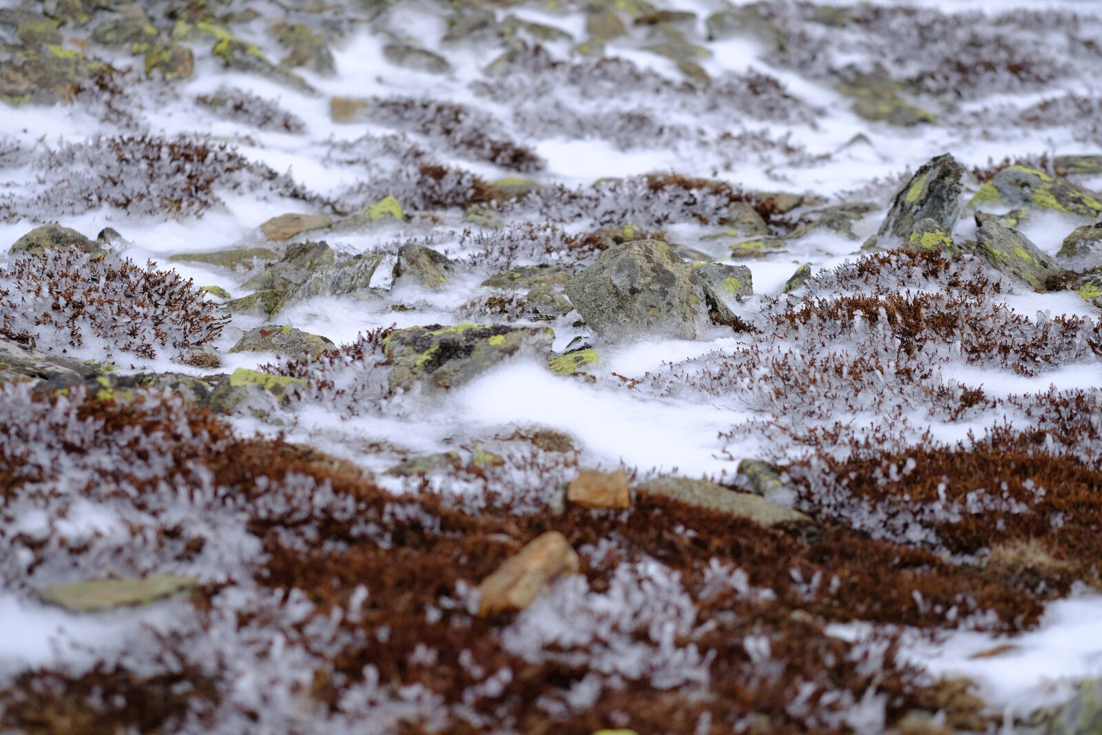Fujifilm X-T2 sample photo. Winter, moss, landscape photography