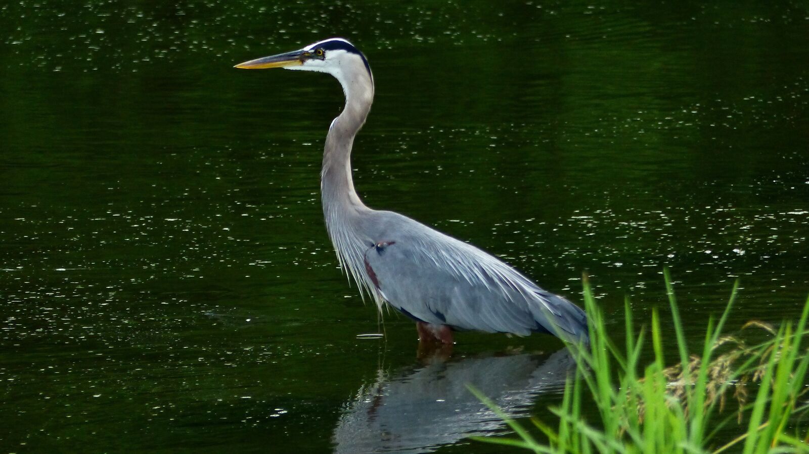 Panasonic Lumix DMC-FZ200 sample photo. Bird, sinner, bayou photography