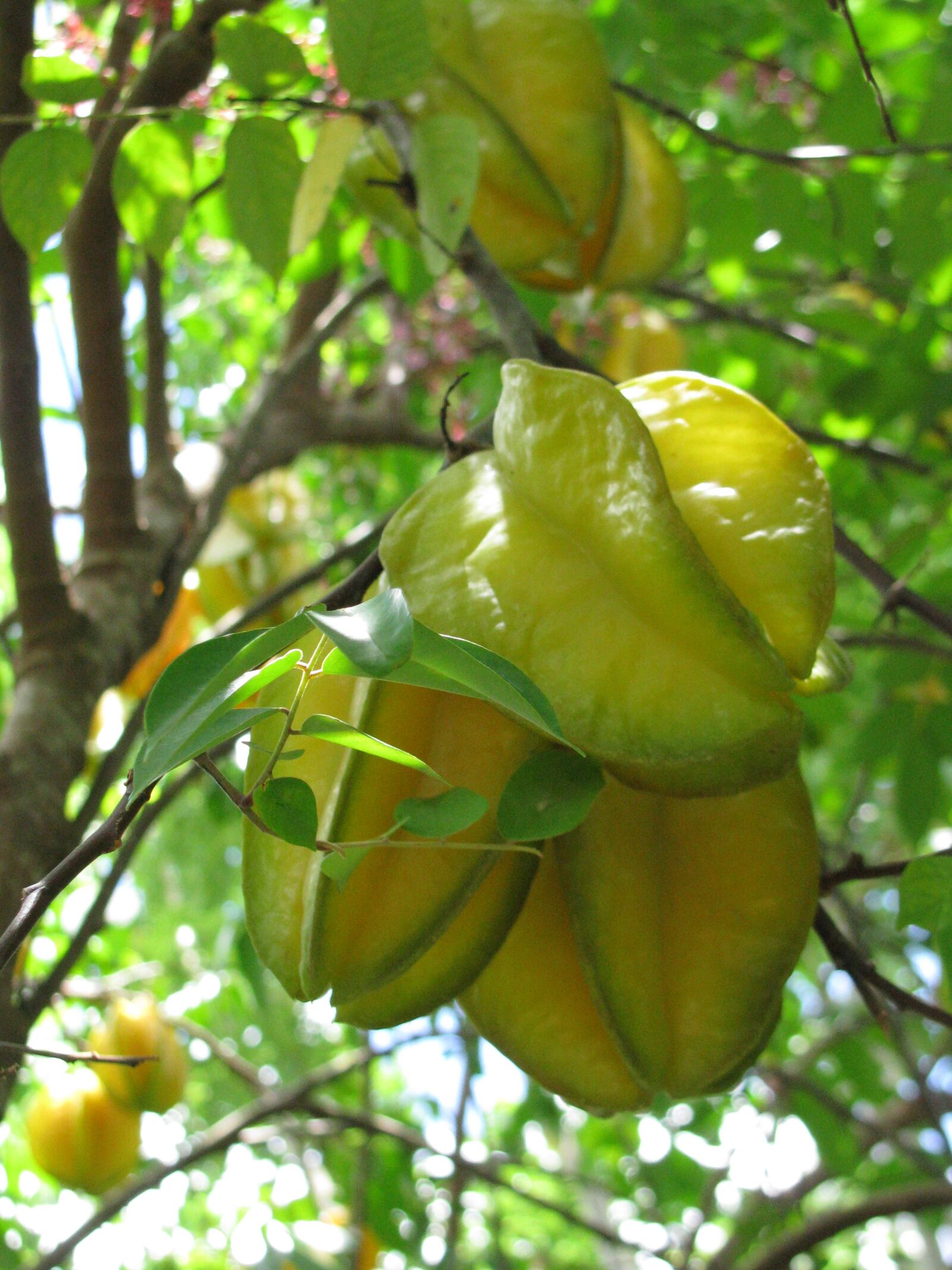 Canon POWERSHOT SX100 IS sample photo. Star fruit, plant, tropical photography