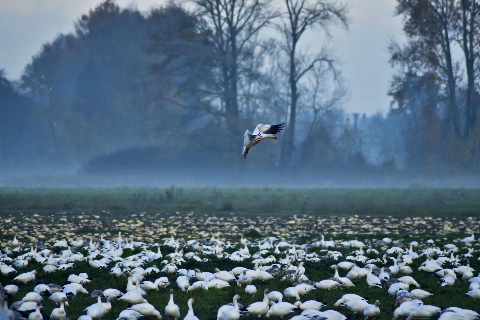 Nikon D7500 sample photo. Animal, morning, bird photography