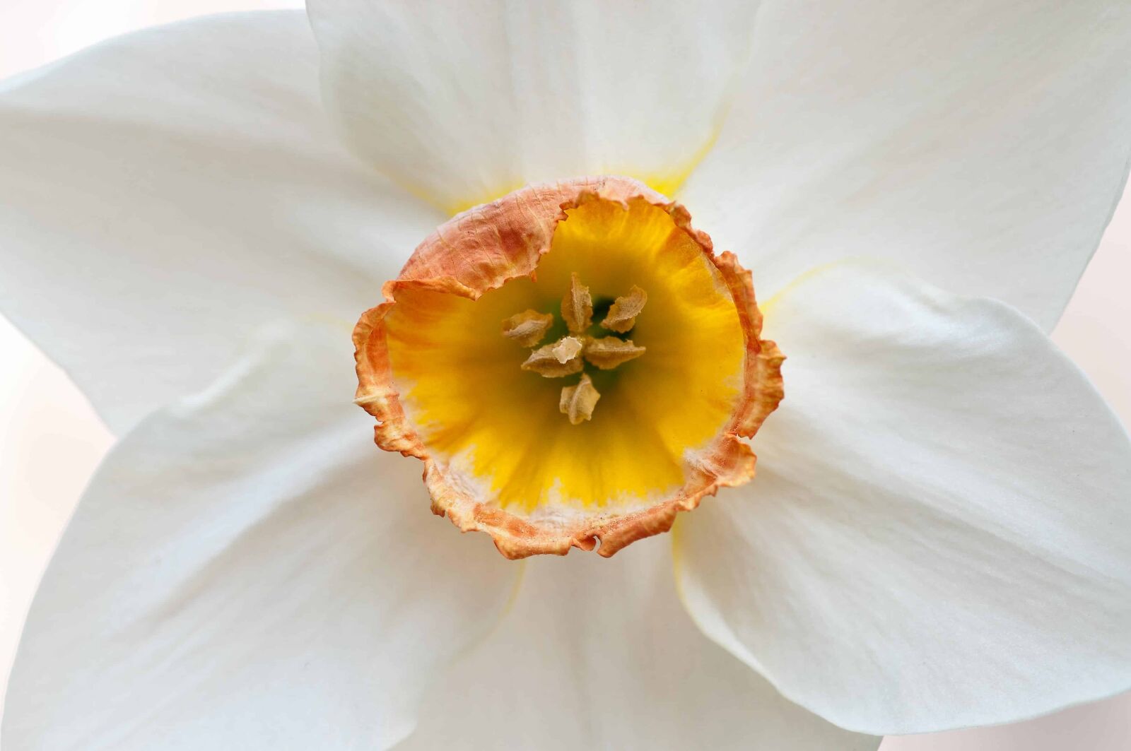Nikon D300 sample photo. Pistil, detail, nature, white photography