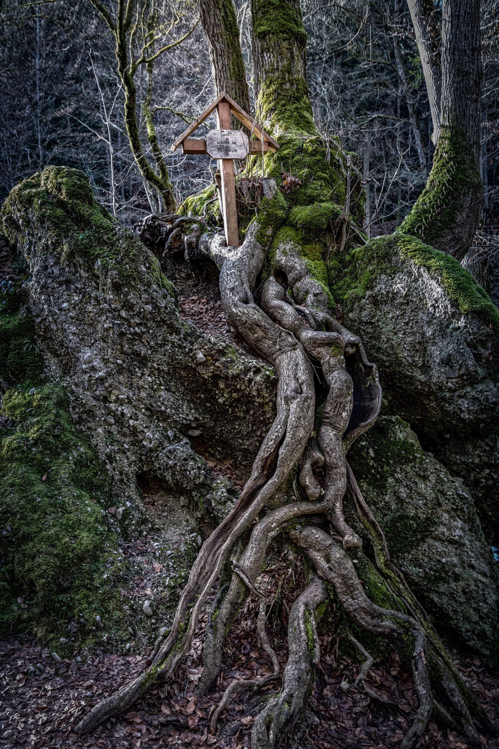 Nikon D5300 sample photo. Forest, root, cross photography