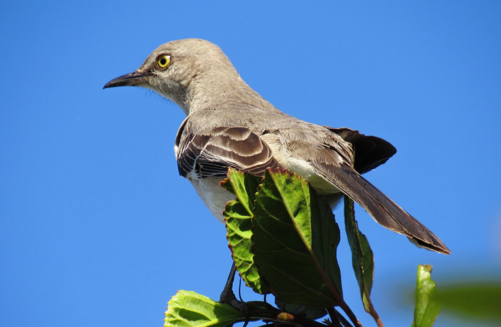 Canon PowerShot SX530 HS sample photo. Bird, perched, eyes photography