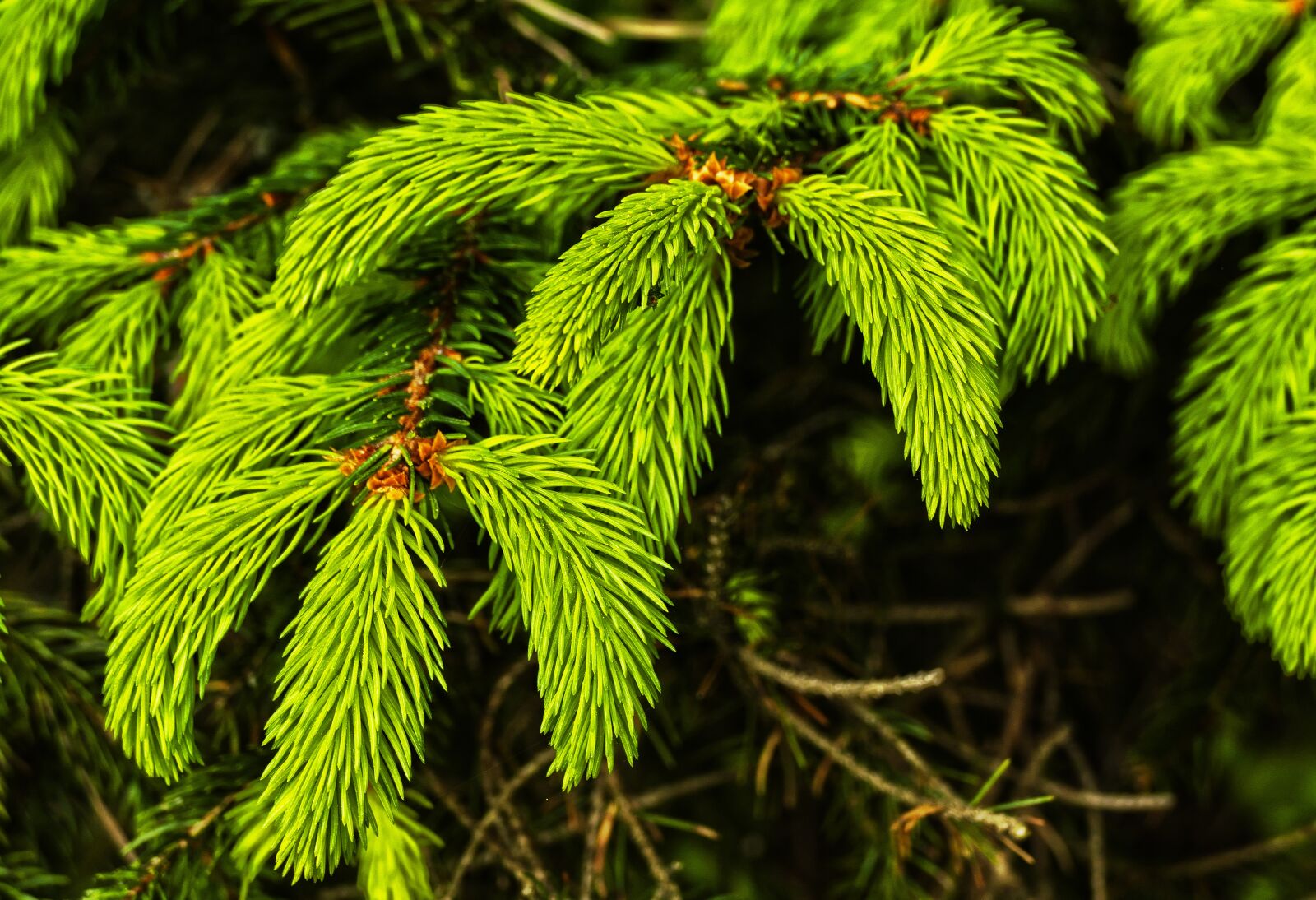 Panasonic Lumix DMC-FZ1000 sample photo. Conifer, shoots, wipferl photography