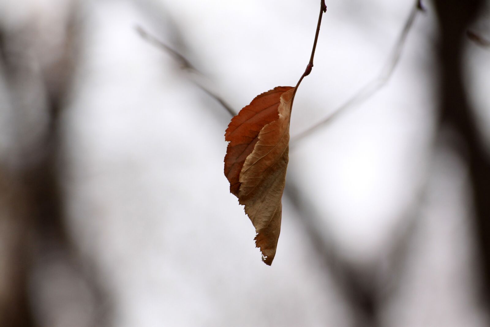 Canon EOS 50D sample photo. The leaves, autumn leaves photography