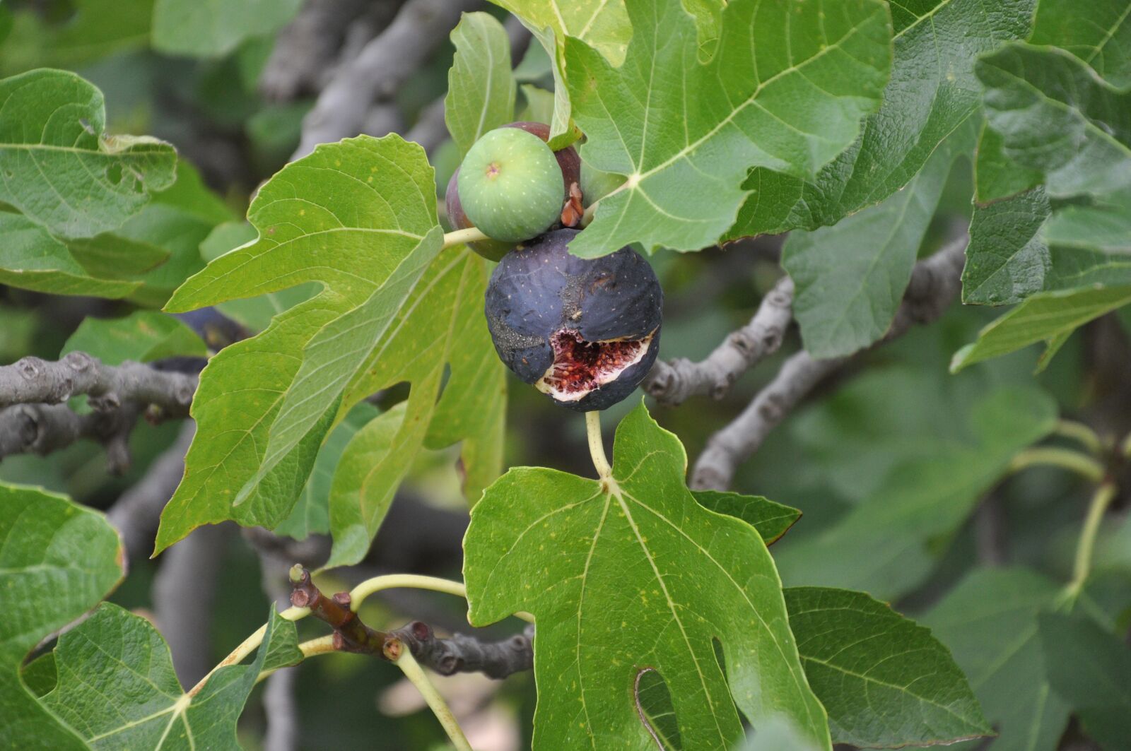 Nikon D90 sample photo. Fig, figs, basilicata photography