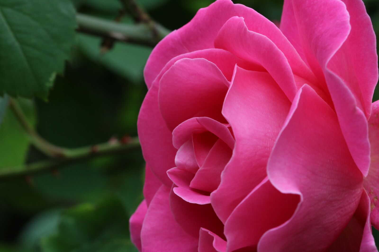 Canon EOS 750D (EOS Rebel T6i / EOS Kiss X8i) sample photo. Rose, flowers, spring photography