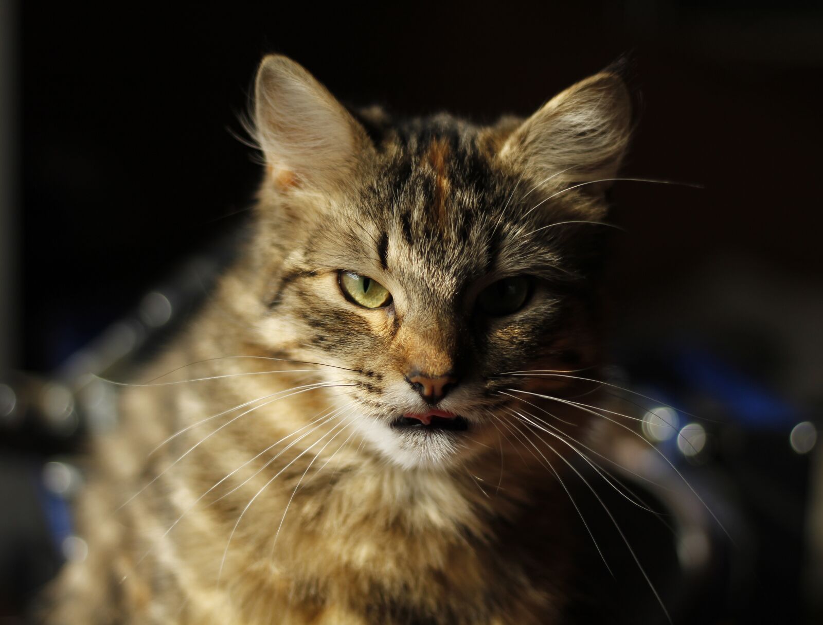 Canon EF 50mm F1.8 STM sample photo. Cats, animals, pets photography