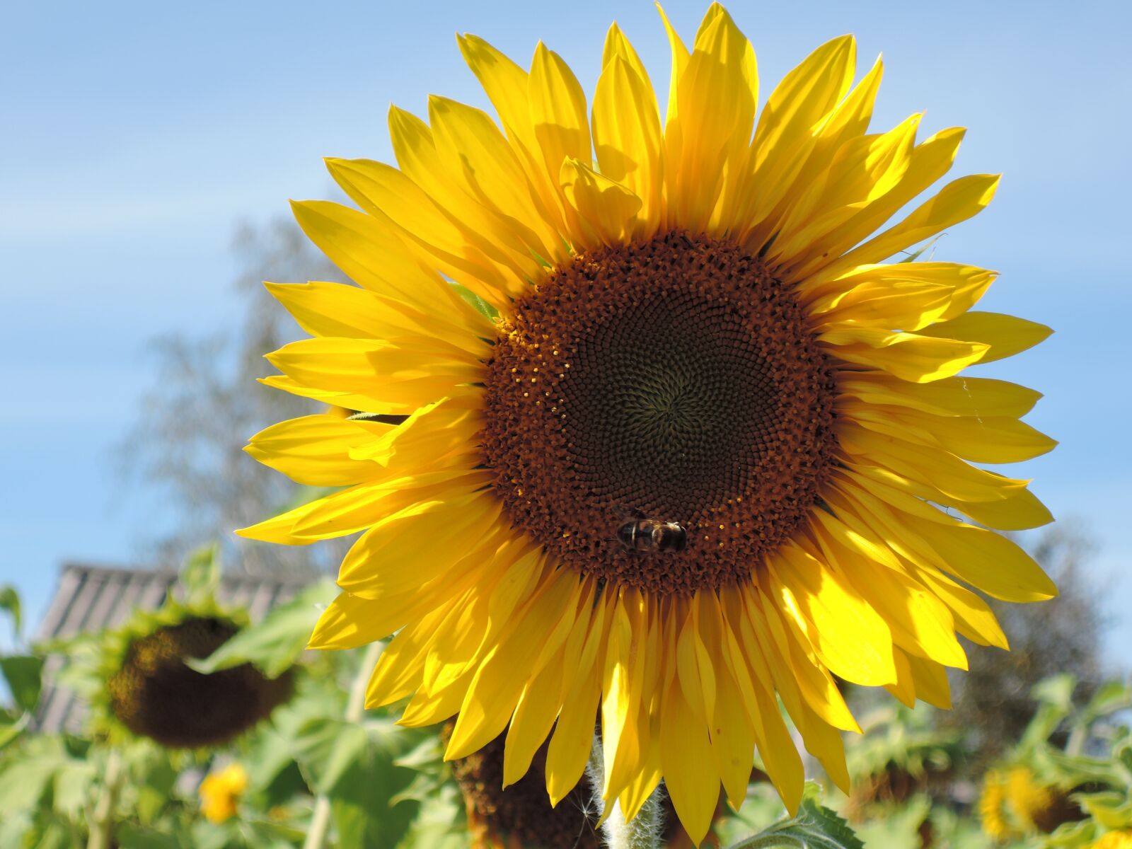 Nikon Coolpix P340 sample photo. Flower, sunflower, yellow photography
