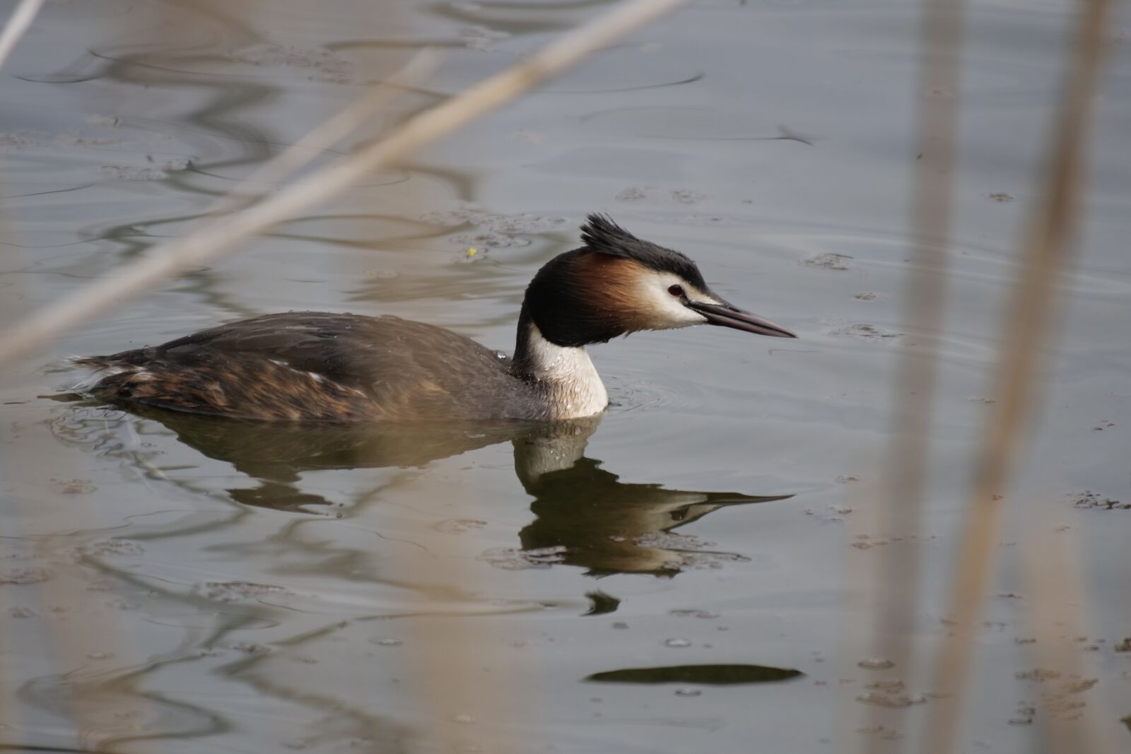 Panasonic Lumix DC-G9 sample photo. Bird, great crested grebe photography