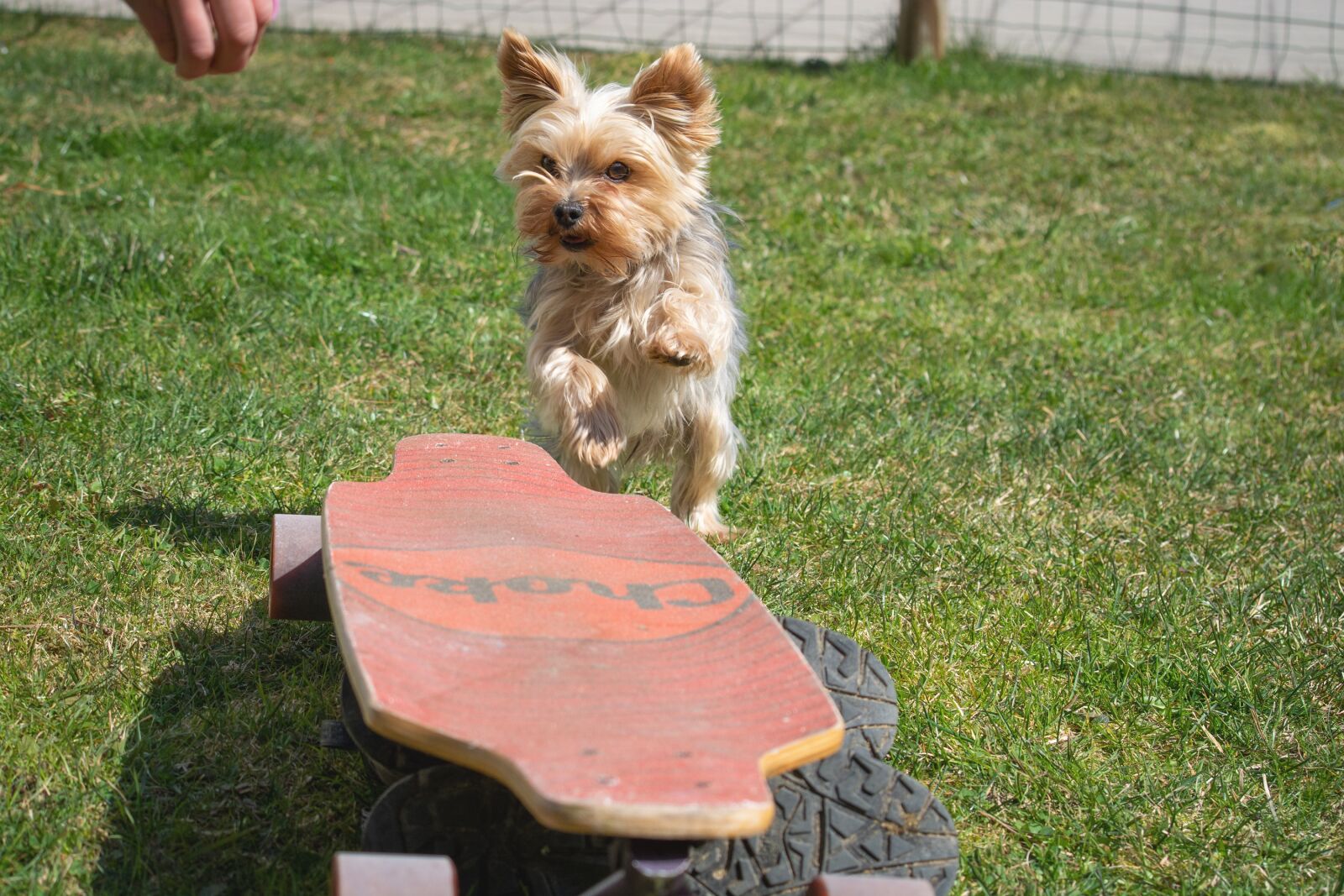 Nikon D7100 sample photo. Dog, animal, yorkie photography