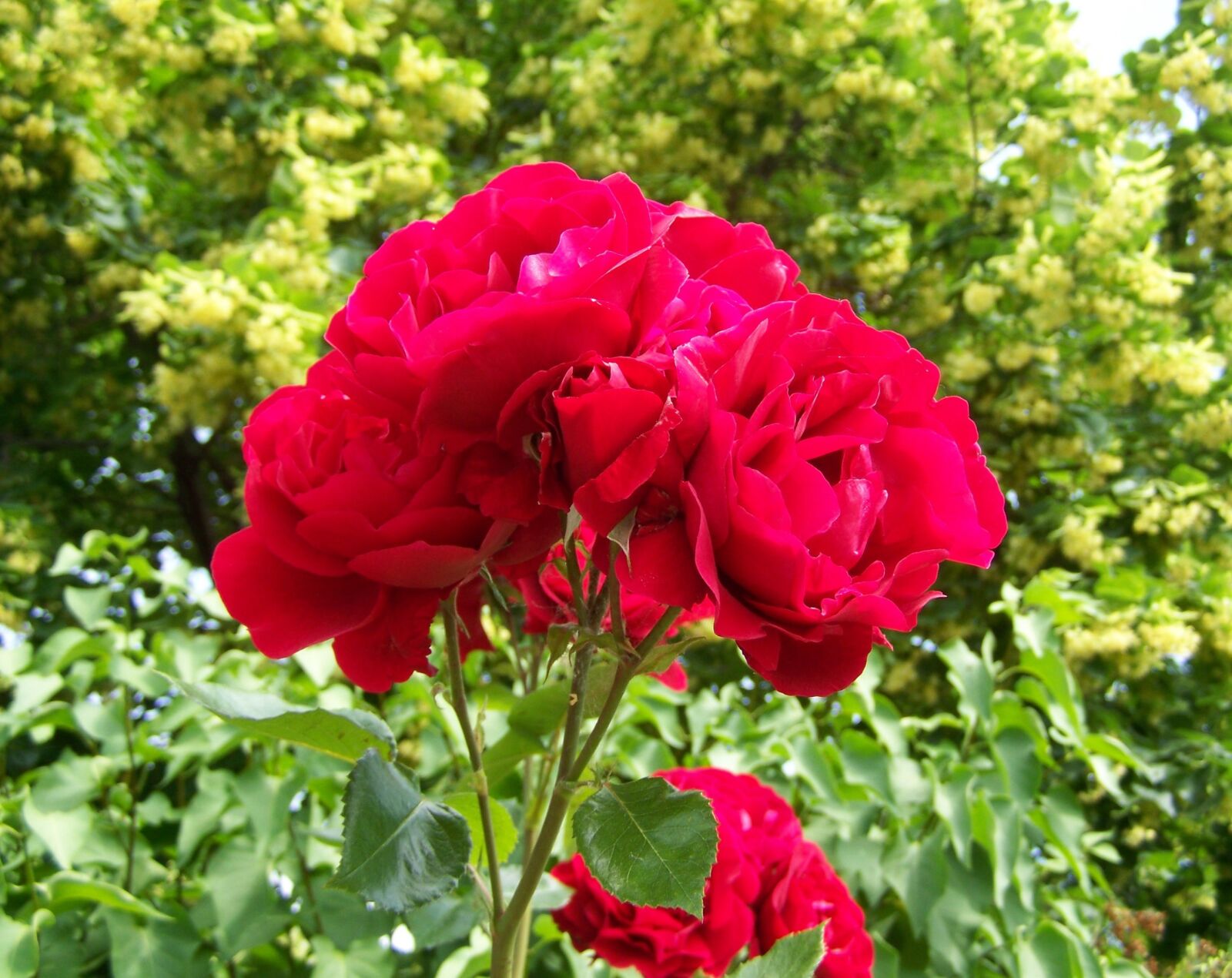 Kodak EASYSHARE ZD710 ZOOM DIGITAL CAMERA sample photo. Red rose, flowering inflorescence photography