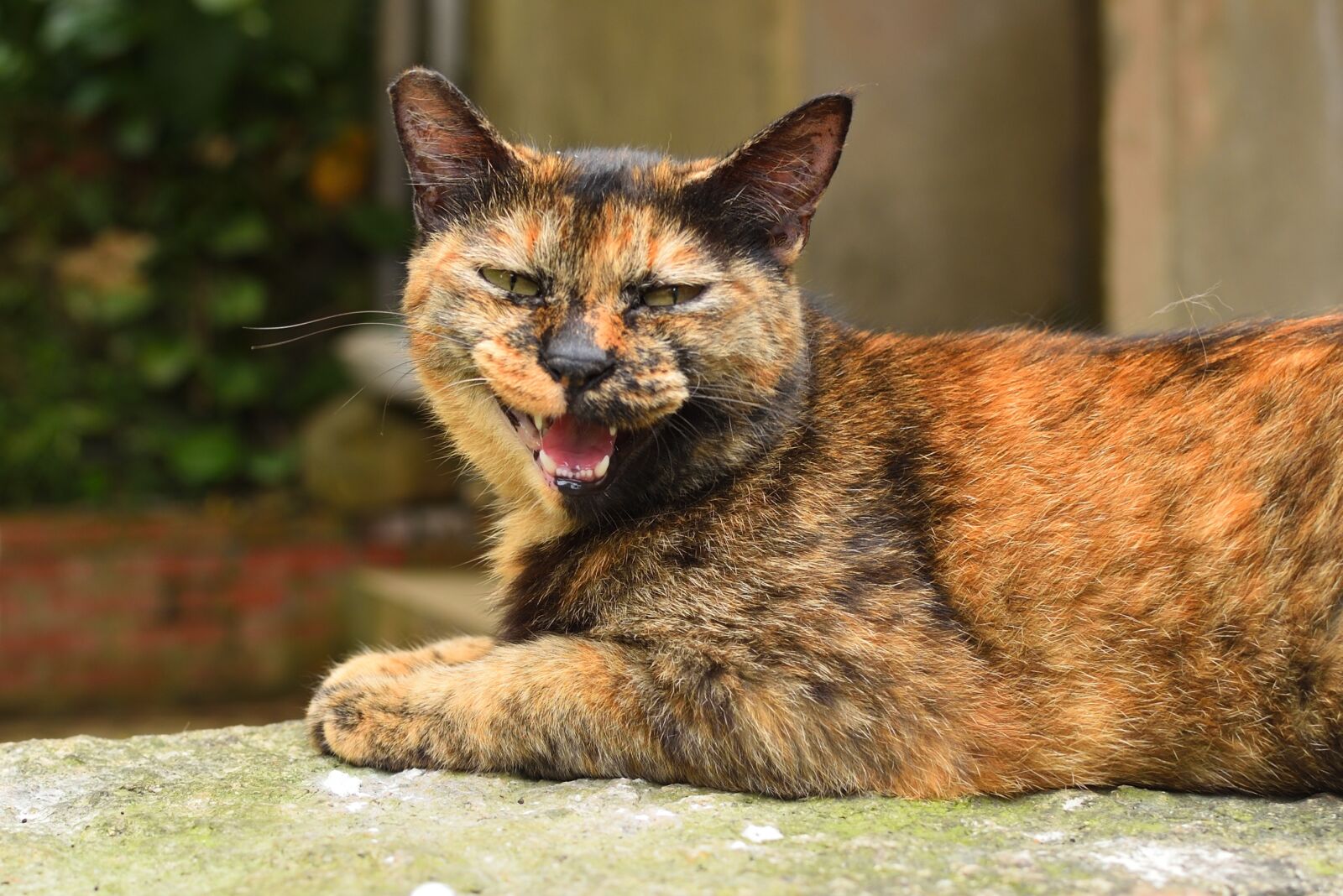 Nikon D750 sample photo. Animal, mammal, cute photography