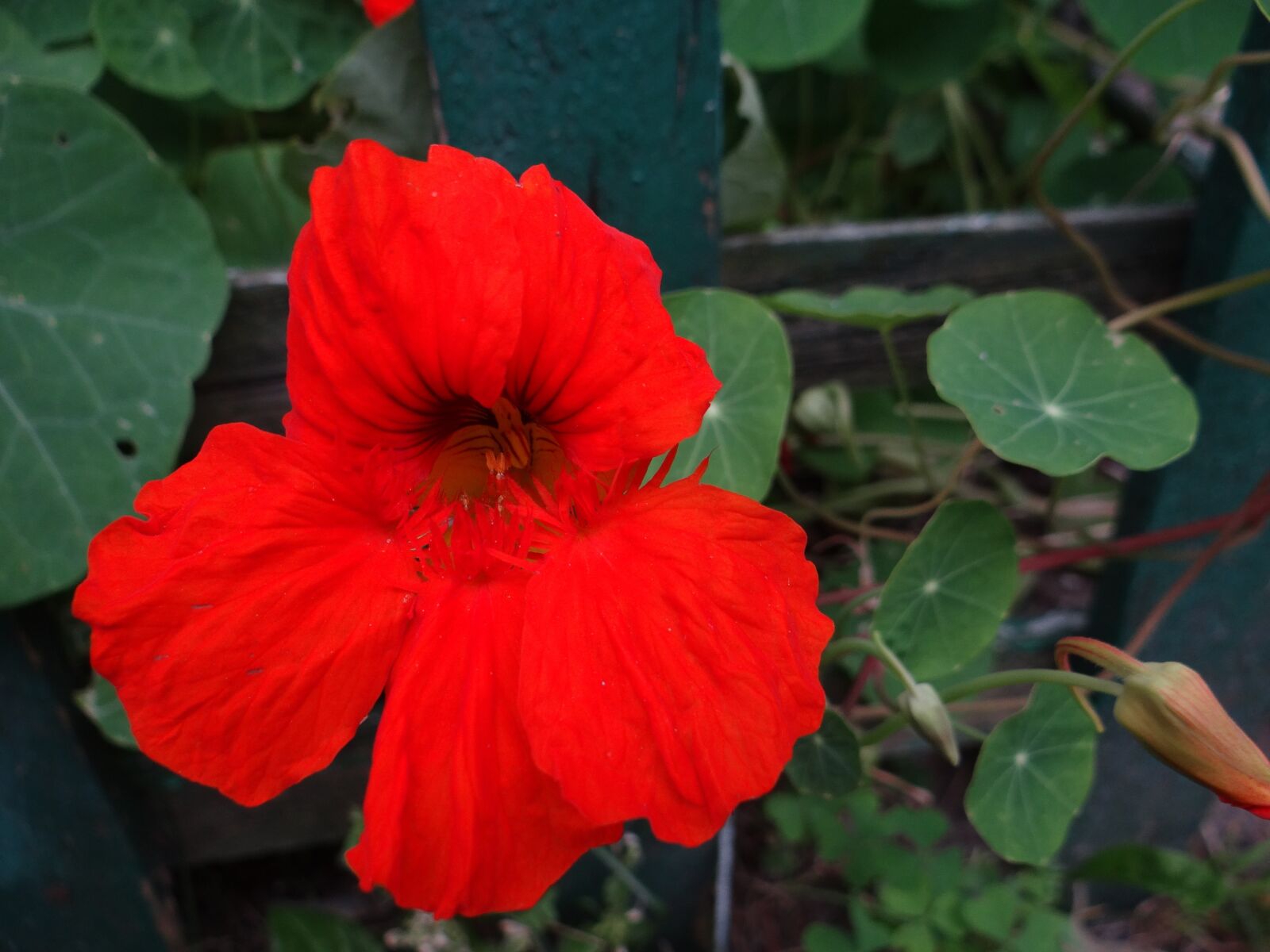 Sony DSC-HX200V sample photo. Nasturtium, garden, flower photography