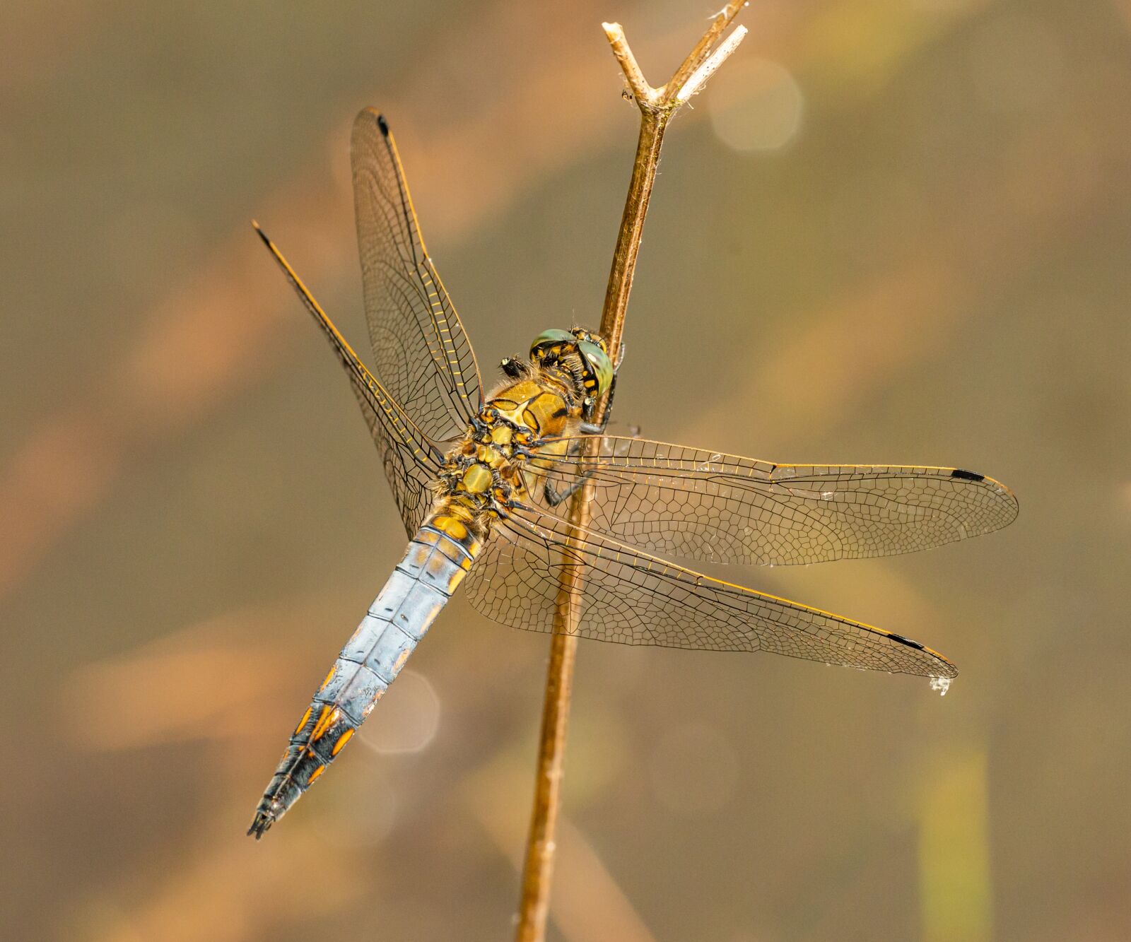 Nikon D800E sample photo. Dragonfly, insect, nature photography
