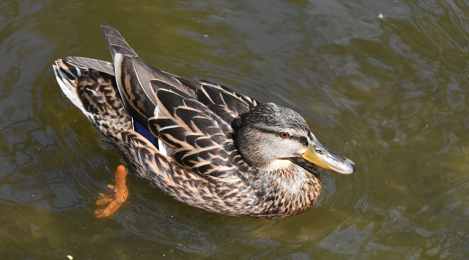 Nikon D5500 sample photo. Pool, waterfowl, water, mallard photography