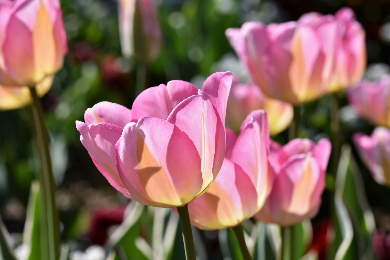Nikon D7200 sample photo. Tulip, tulpenbluete, tulip field photography