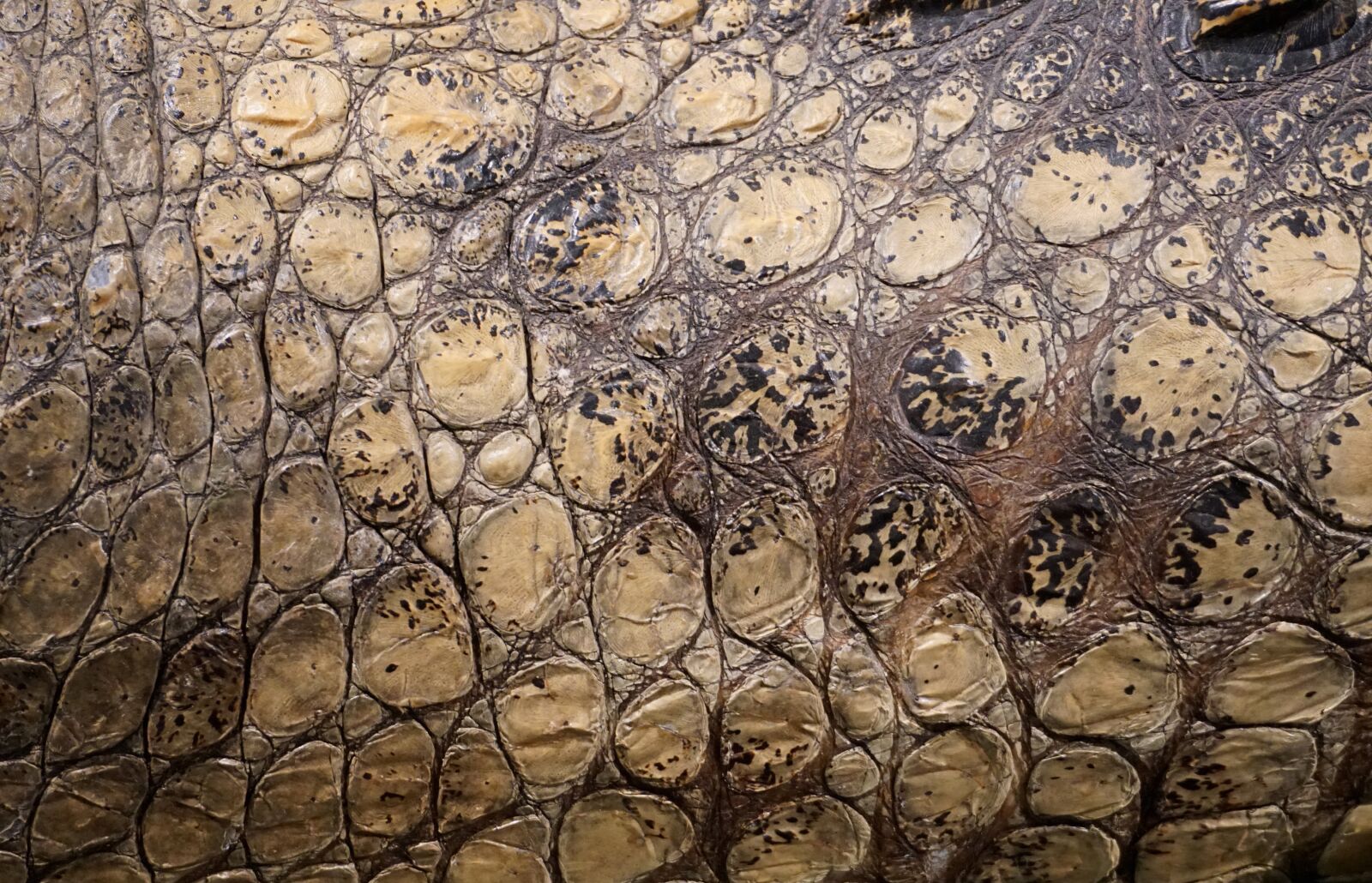 Sony a6300 sample photo. Texture, crocodile, scale photography