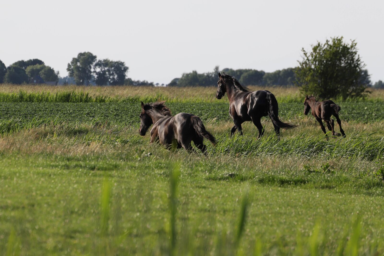 Canon EOS 6D Mark II sample photo. Horse, horses, foal photography