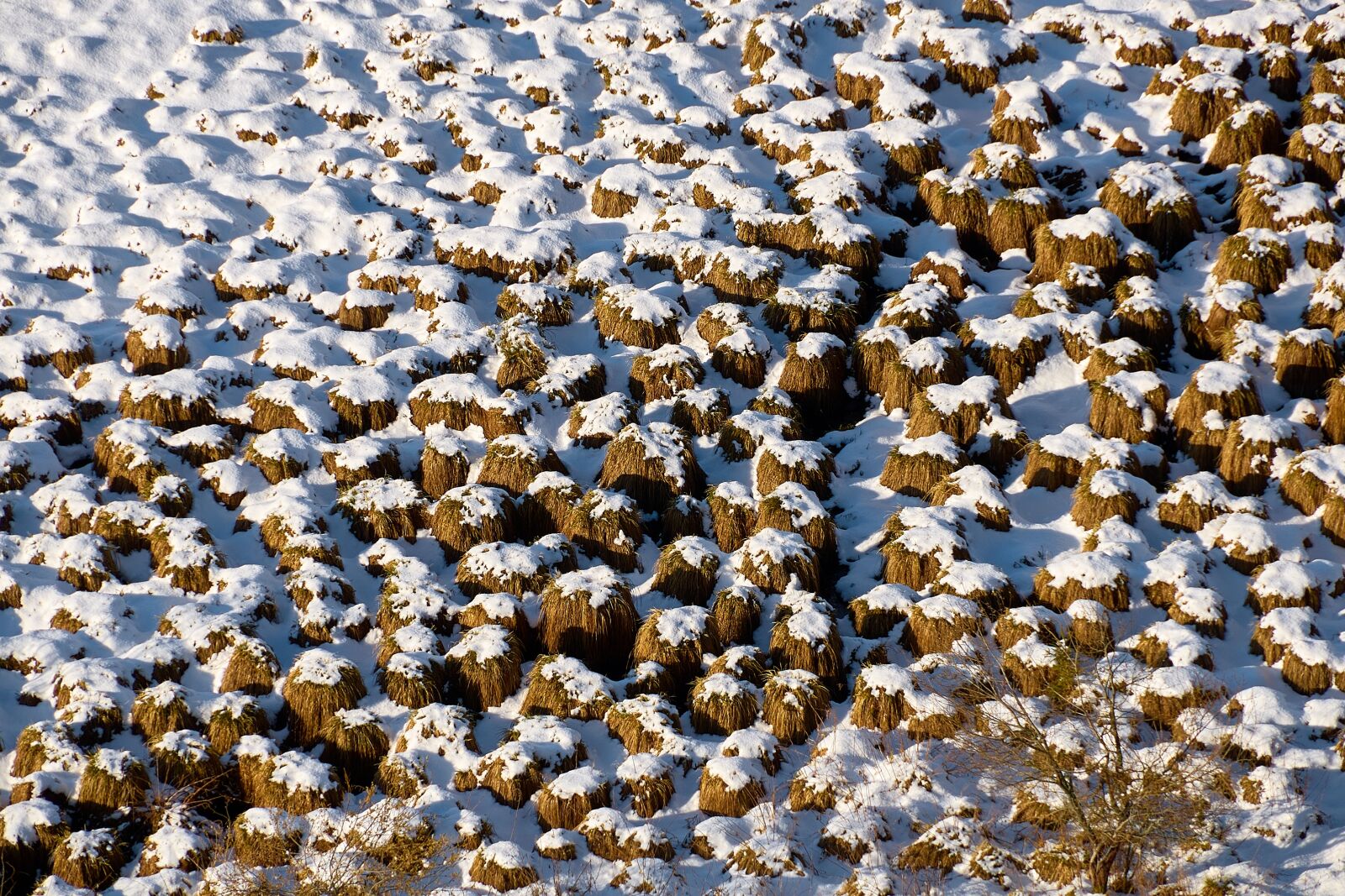 Nikon D200 sample photo. Snow, meadow, winter photography