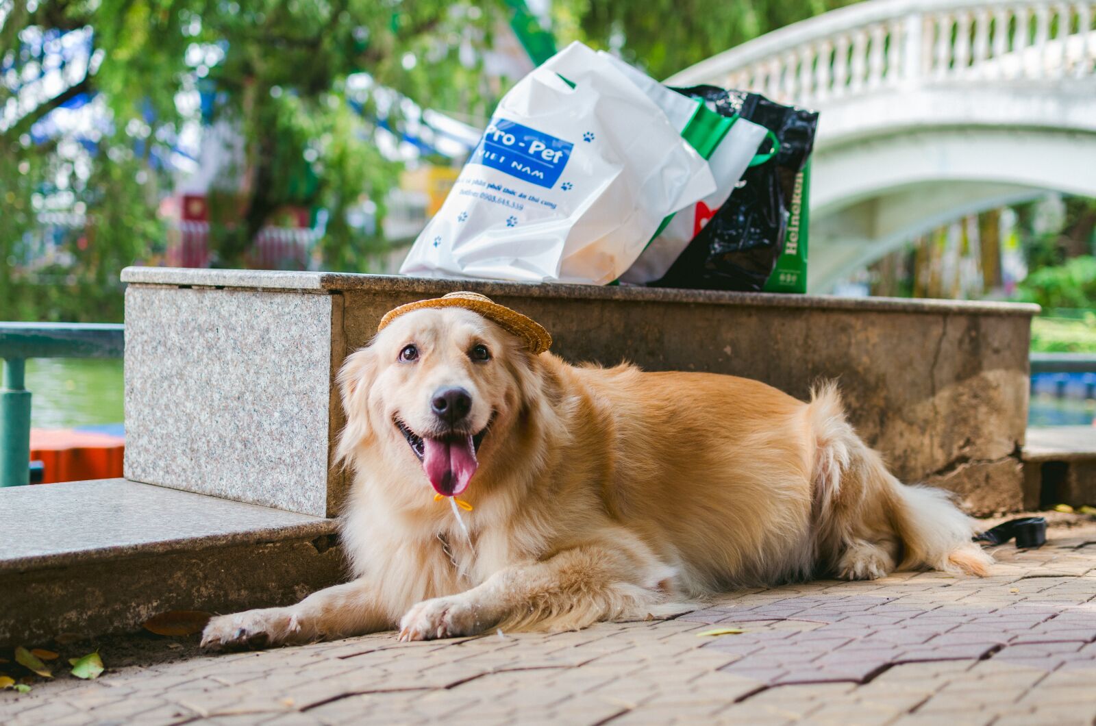 Nikon D7000 sample photo. Golden, animal, lovely photography