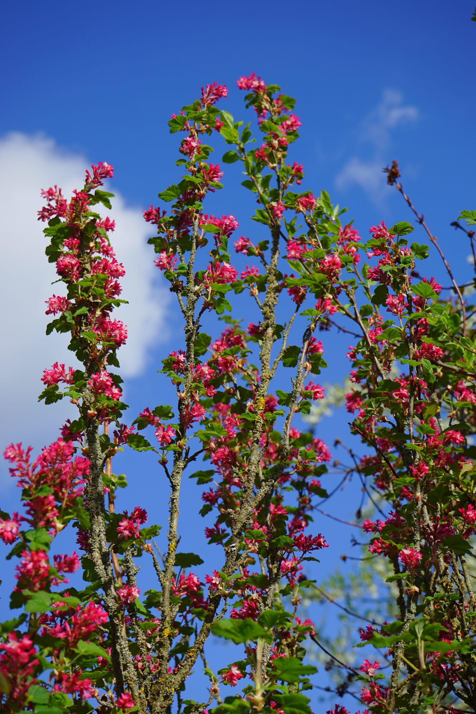 Sony a7 sample photo. Blood currant, blossom, bloom photography