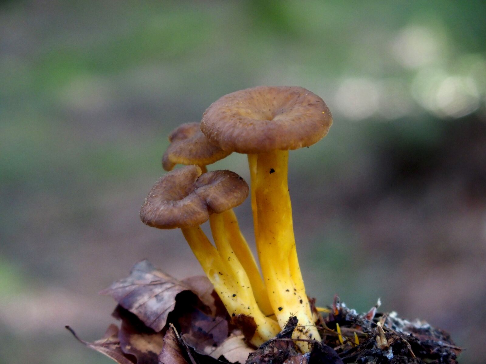 Olympus STYLUS1,1s sample photo. Mushrooms, forest, autumn photography
