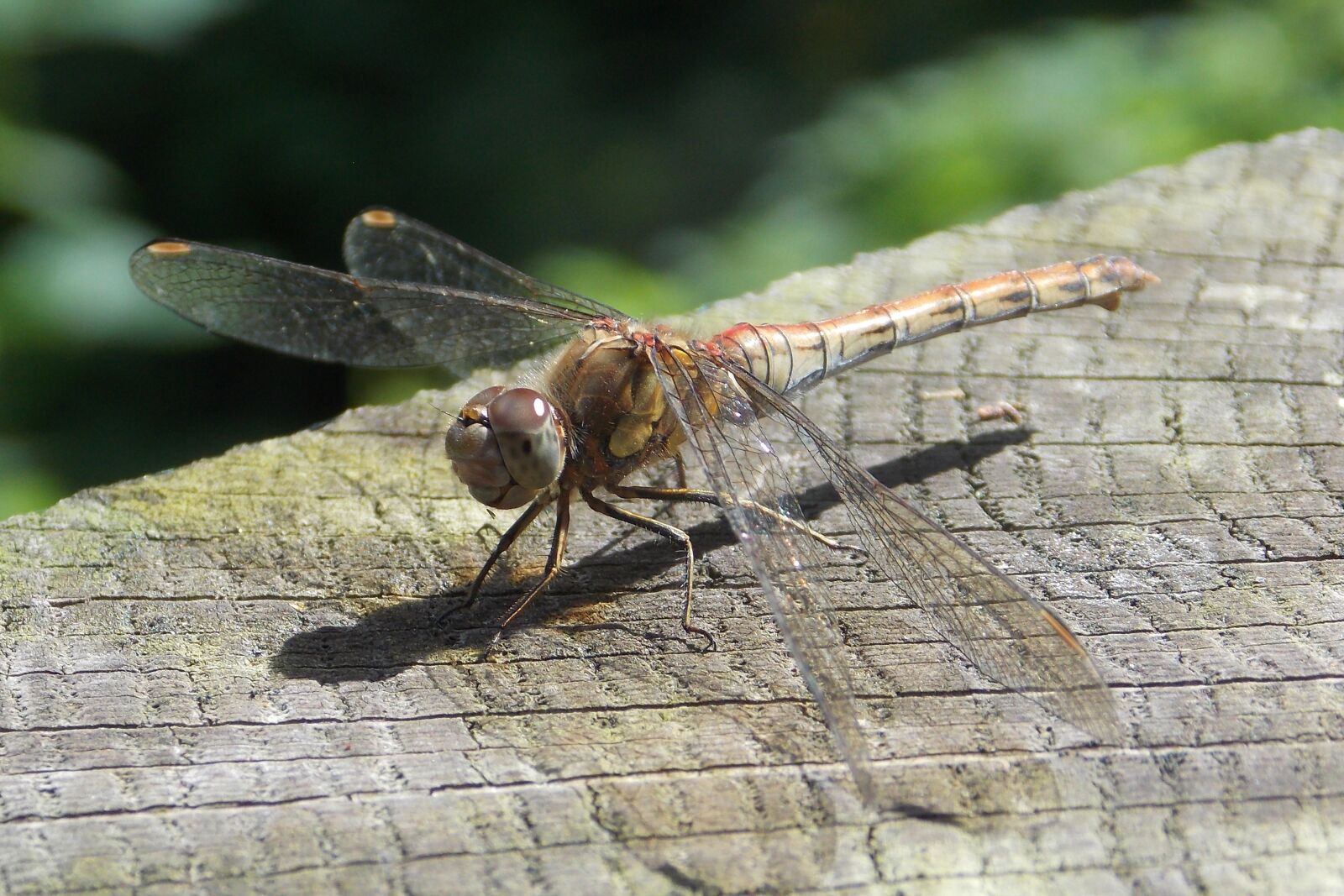 Nikon Coolpix L810 sample photo. Dragonfly, insect, bug photography