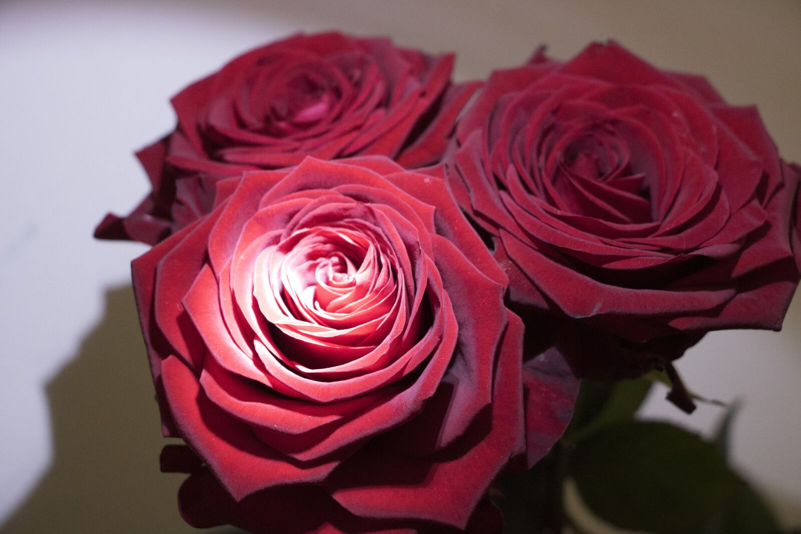 Canon EOS 750D (EOS Rebel T6i / EOS Kiss X8i) sample photo. Roses, red, blossom photography