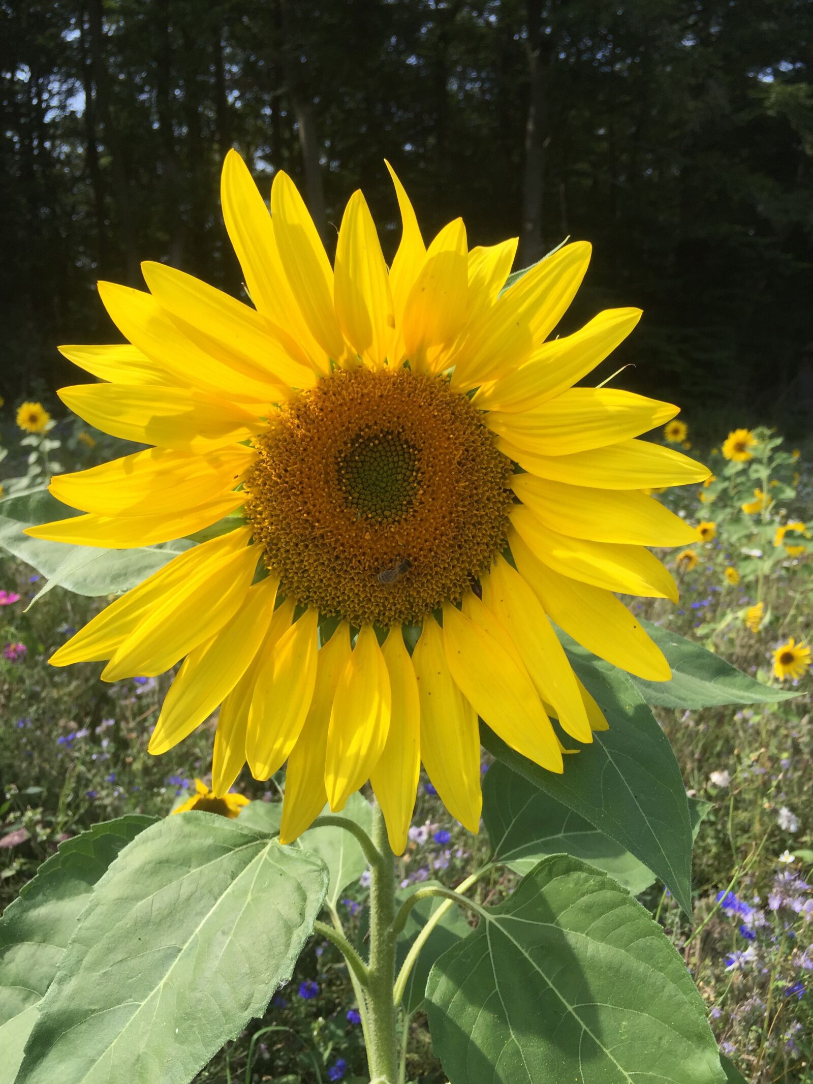 iPhone 6 Plus back camera 4.15mm f/2.2 sample photo. Sun flower, forest, spring photography