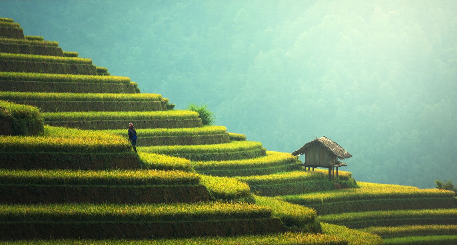Nikon D810 sample photo. Agriculture, rice plantation, thailand photography
