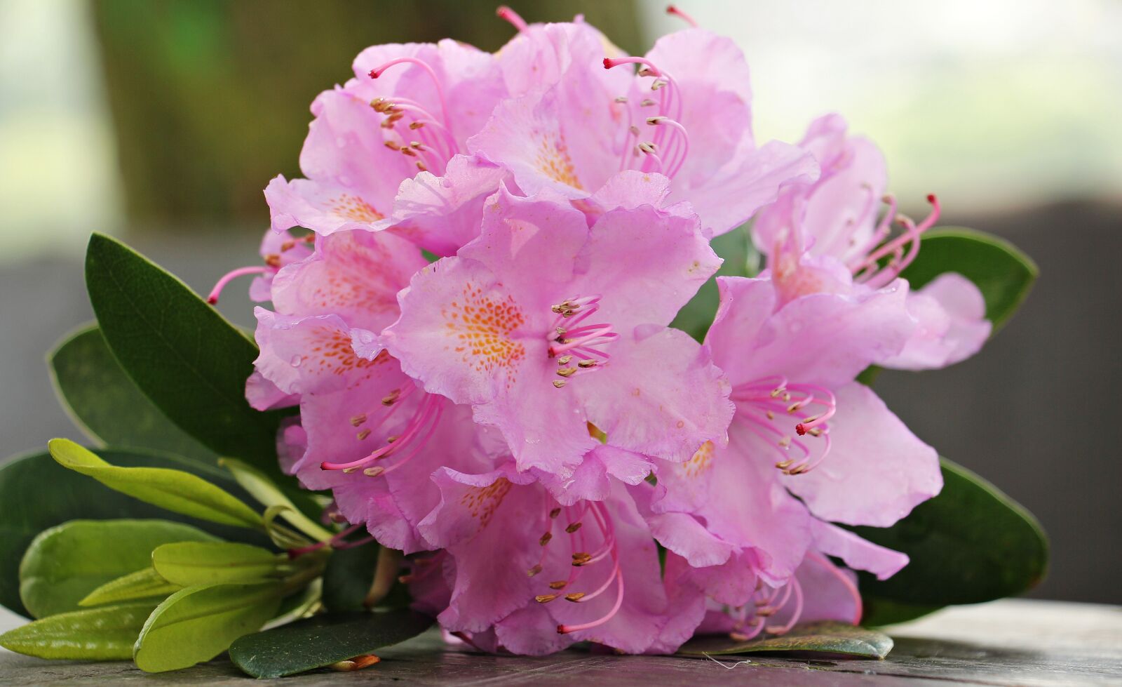 Canon EOS 550D (EOS Rebel T2i / EOS Kiss X4) sample photo. Azalea, flower, flowers photography