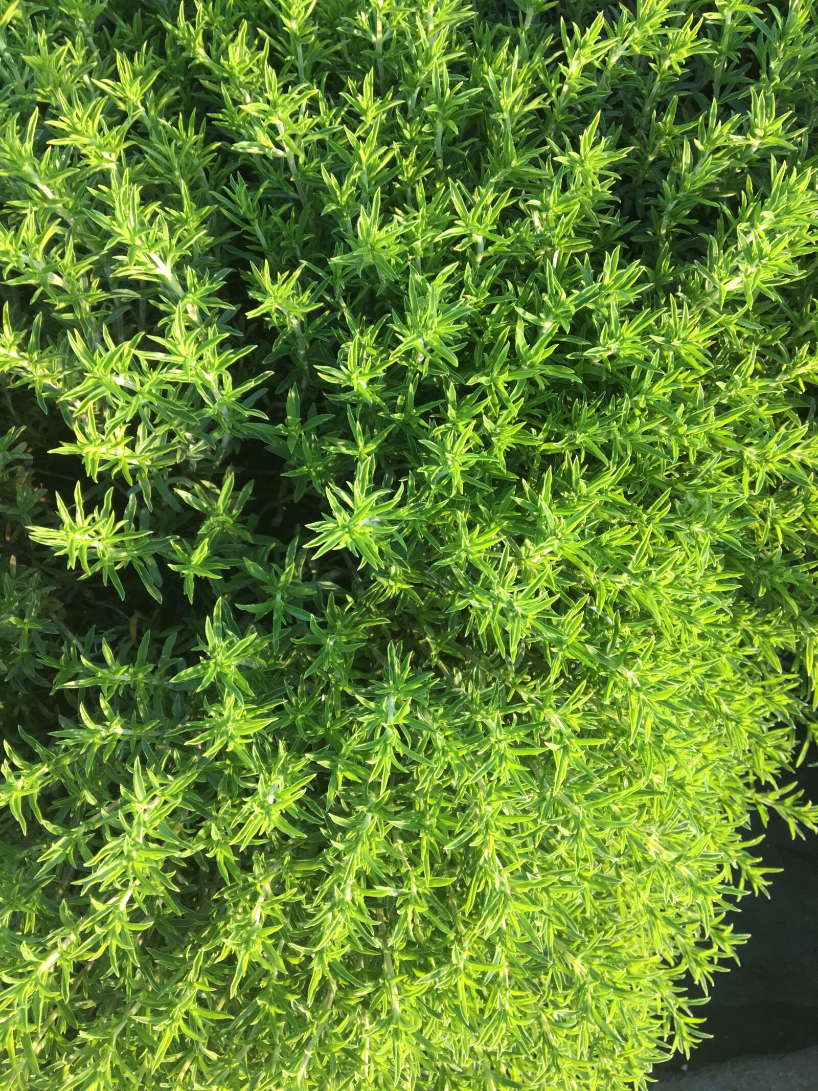 Apple iPhone 6s sample photo. Thyme, plant, herbs photography
