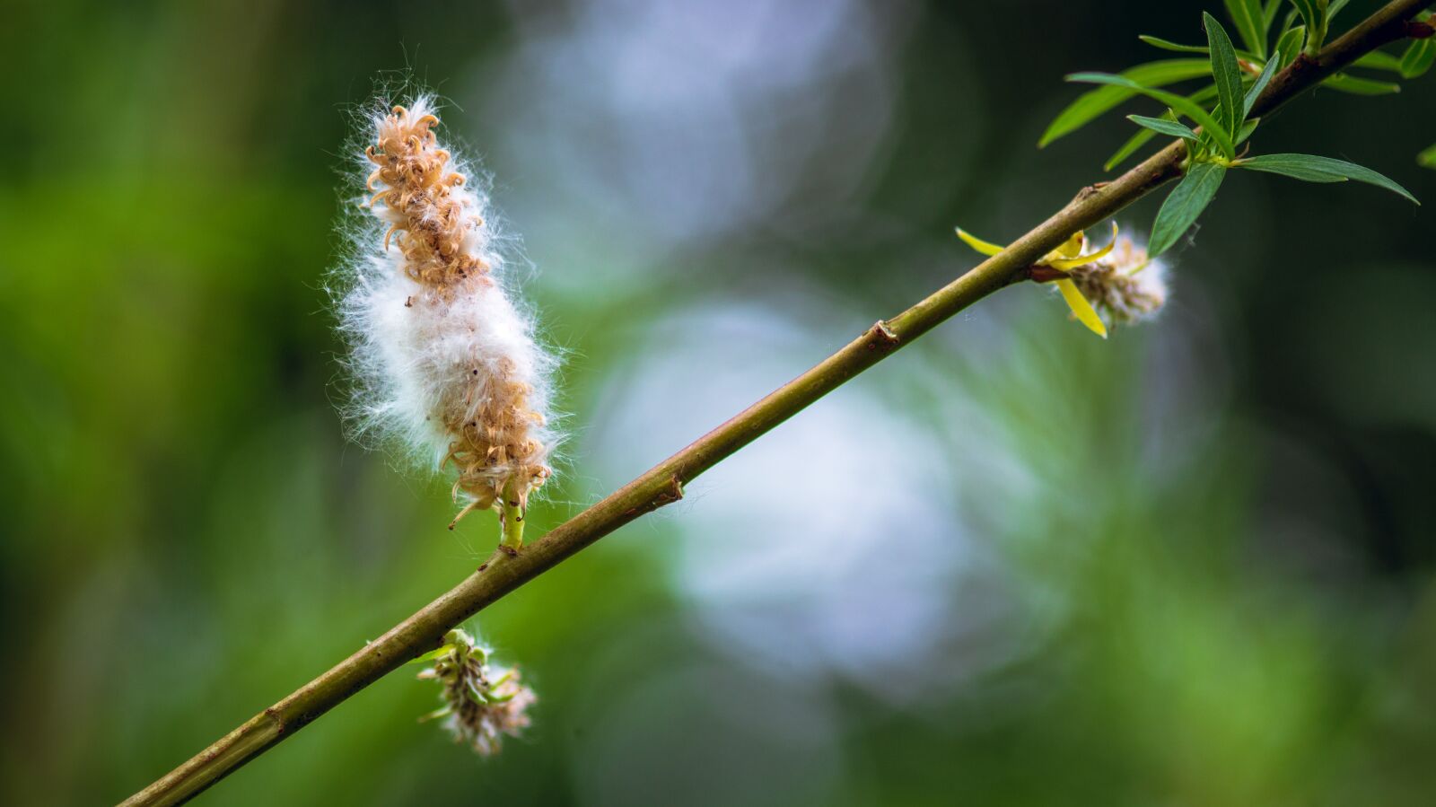 Sony SLT-A58 sample photo. Branch, flower, bokeh photography