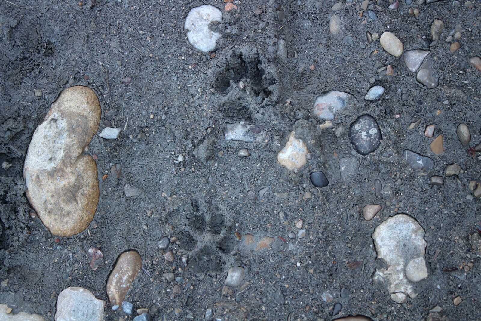 Canon EOS 1300D (EOS Rebel T6 / EOS Kiss X80) sample photo. Tread, dog, animals photography