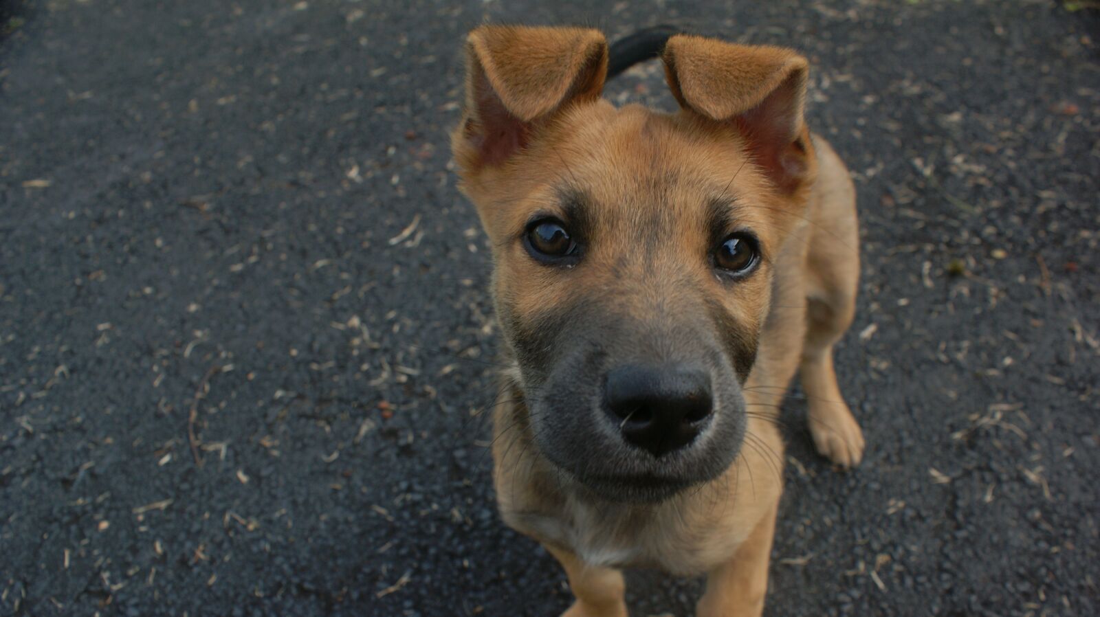 Sony Alpha DSLR-A350 sample photo. Dog, curious, cute photography