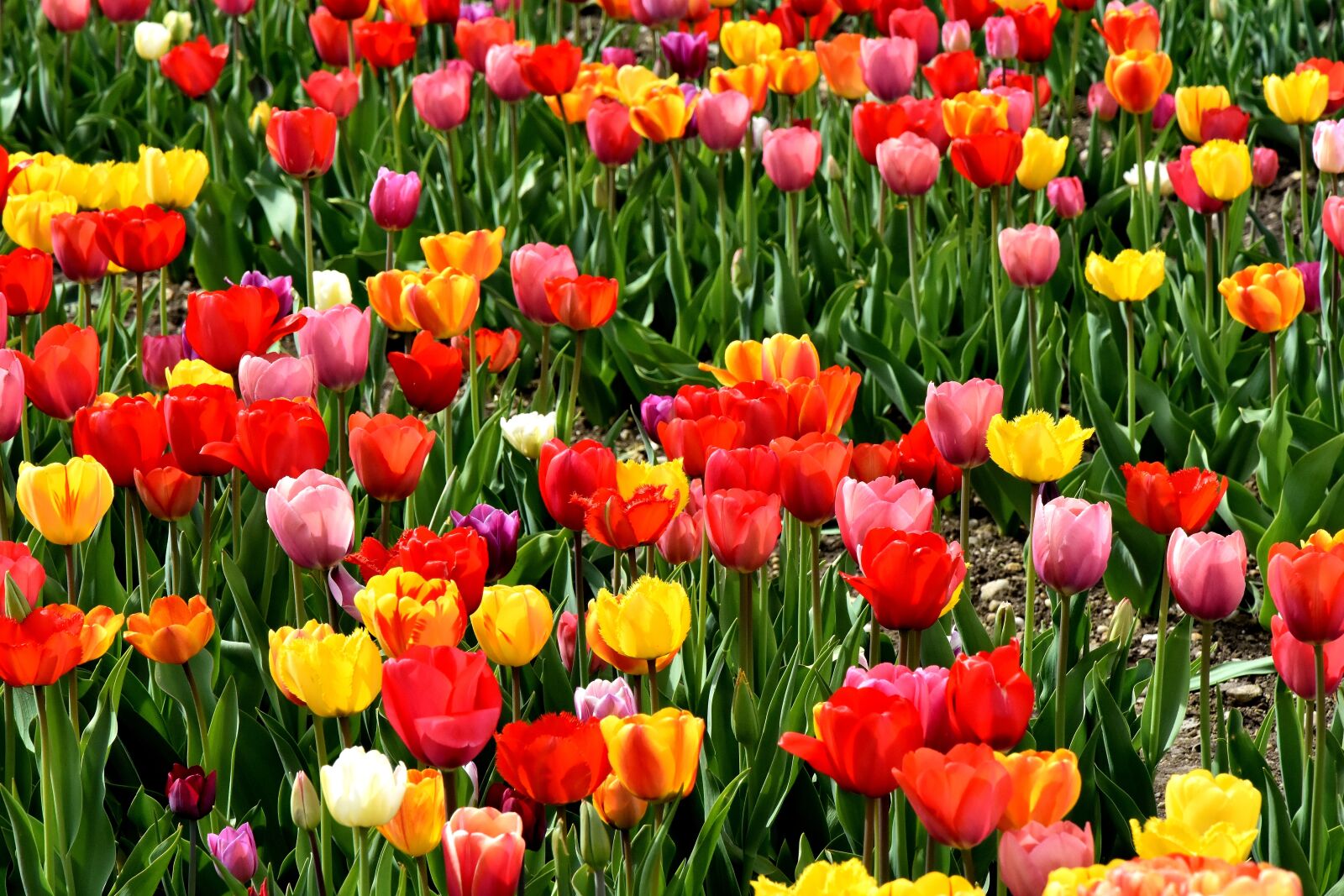 Nikon D7200 sample photo. Tulips, flowers, colorful photography