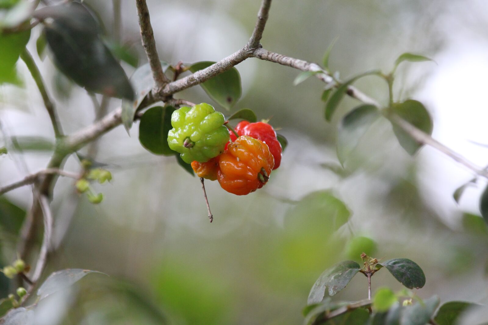 Canon EOS 650D (EOS Rebel T4i / EOS Kiss X6i) sample photo. Surinam cherry, eugenia uniflora photography