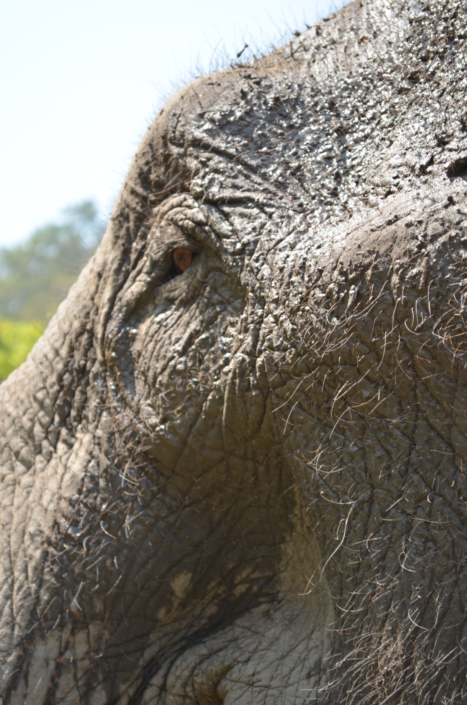 Nikon D5100 sample photo. Thailand, national park, elephant photography