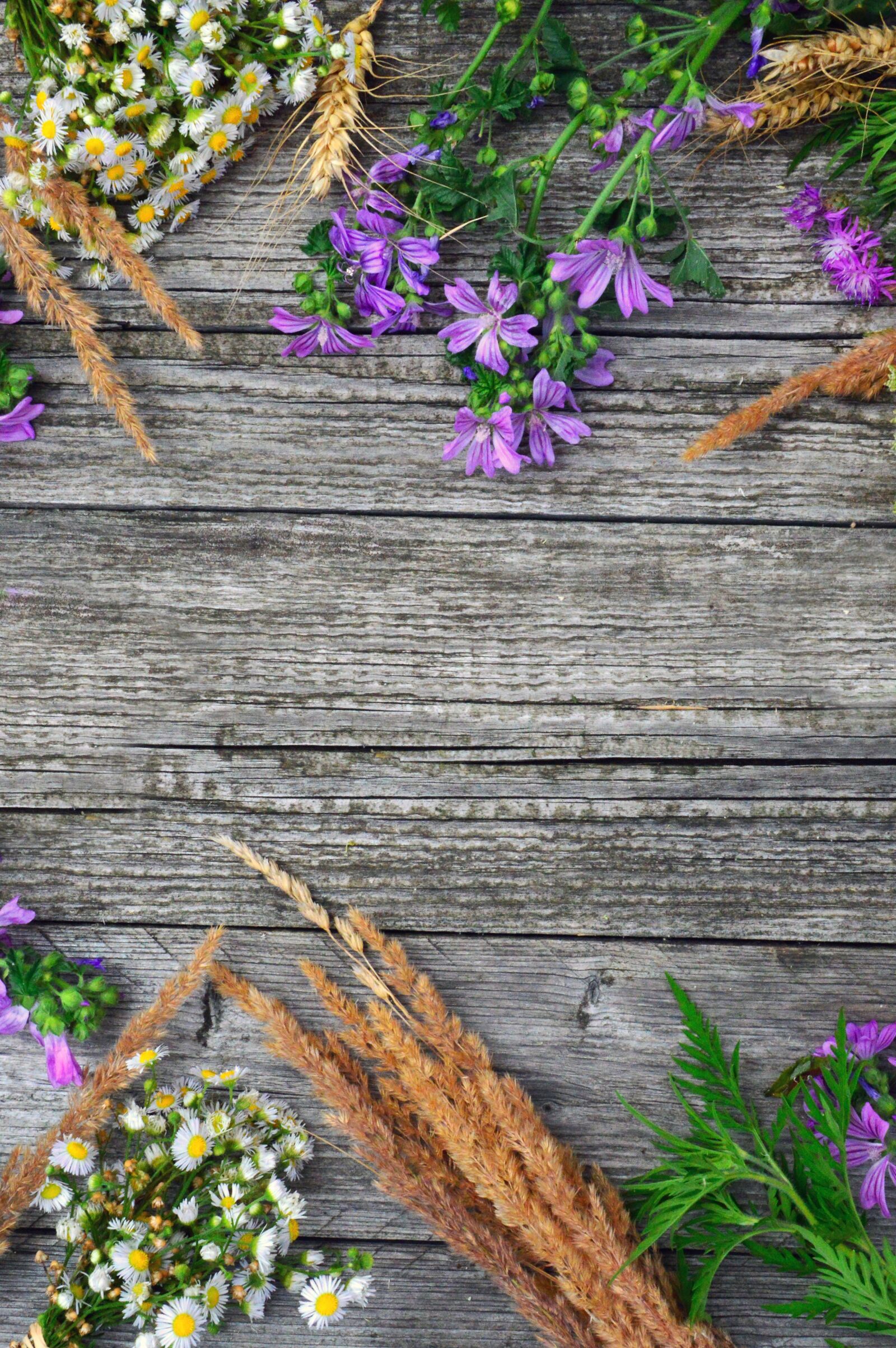 Nikon D3200 sample photo. Wildflowers, wild flowers, meadow photography