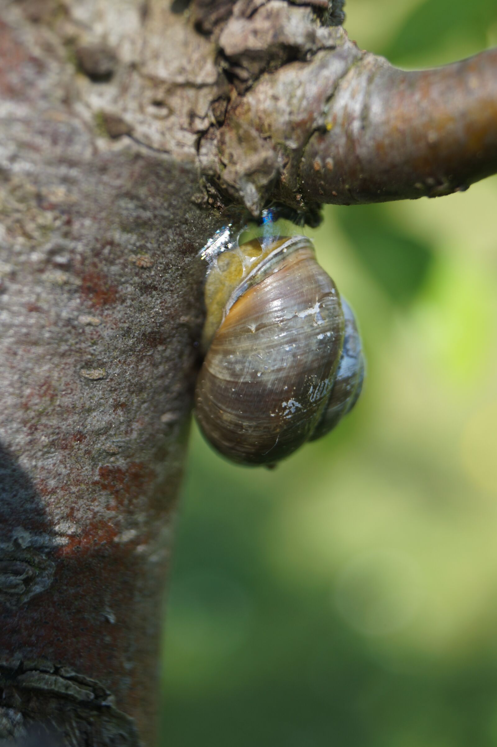 Sony DT 18-55mm F3.5-5.6 SAM II sample photo. Snail, nature, tree photography