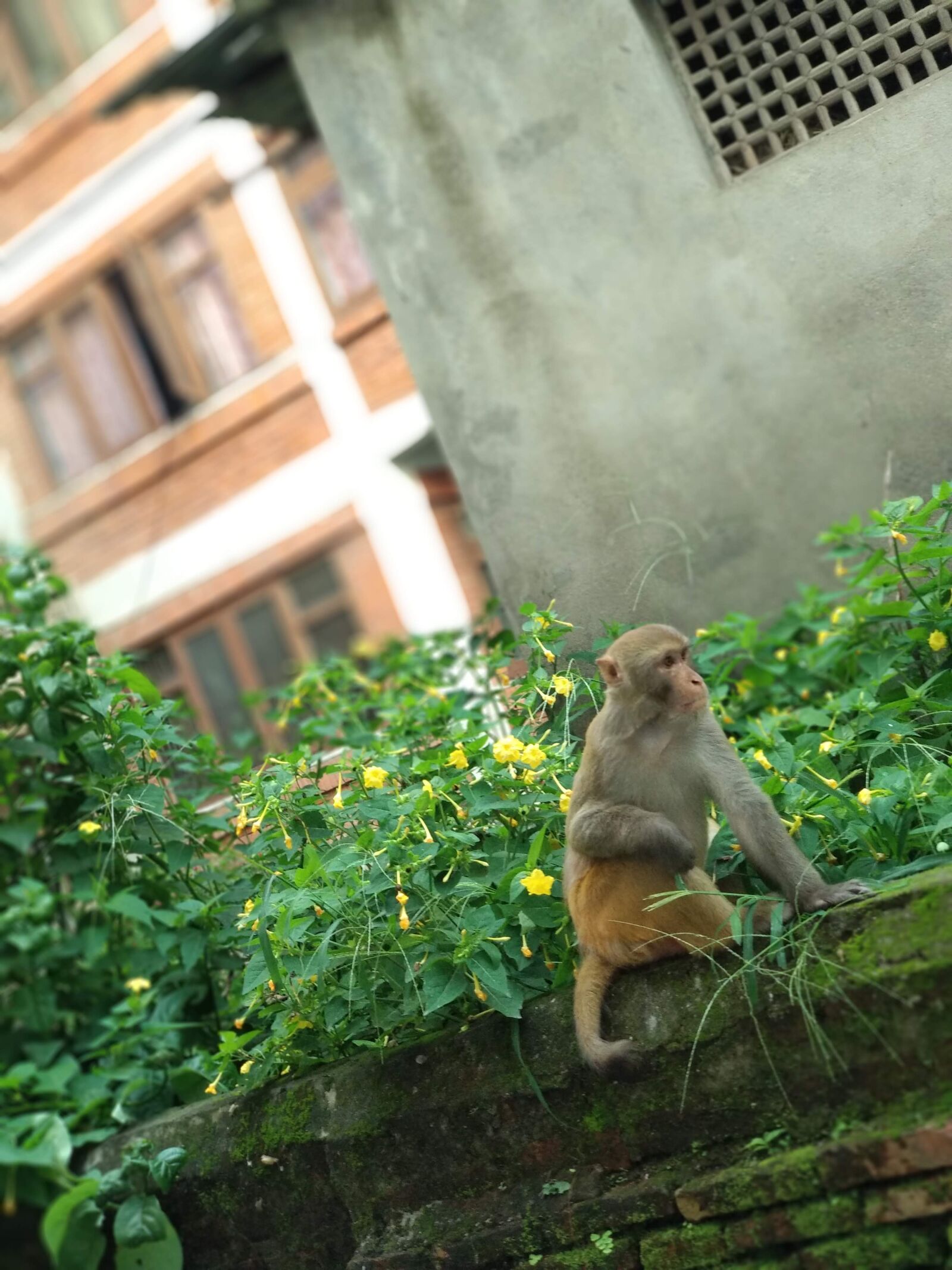 Xiaomi Mi A1 sample photo. Monkey, animal, gorilla photography