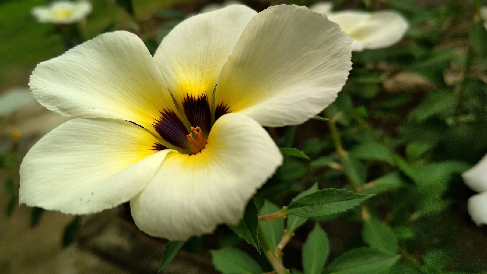 Xiaomi Redmi 4X sample photo. Flower, plant, flowers photography