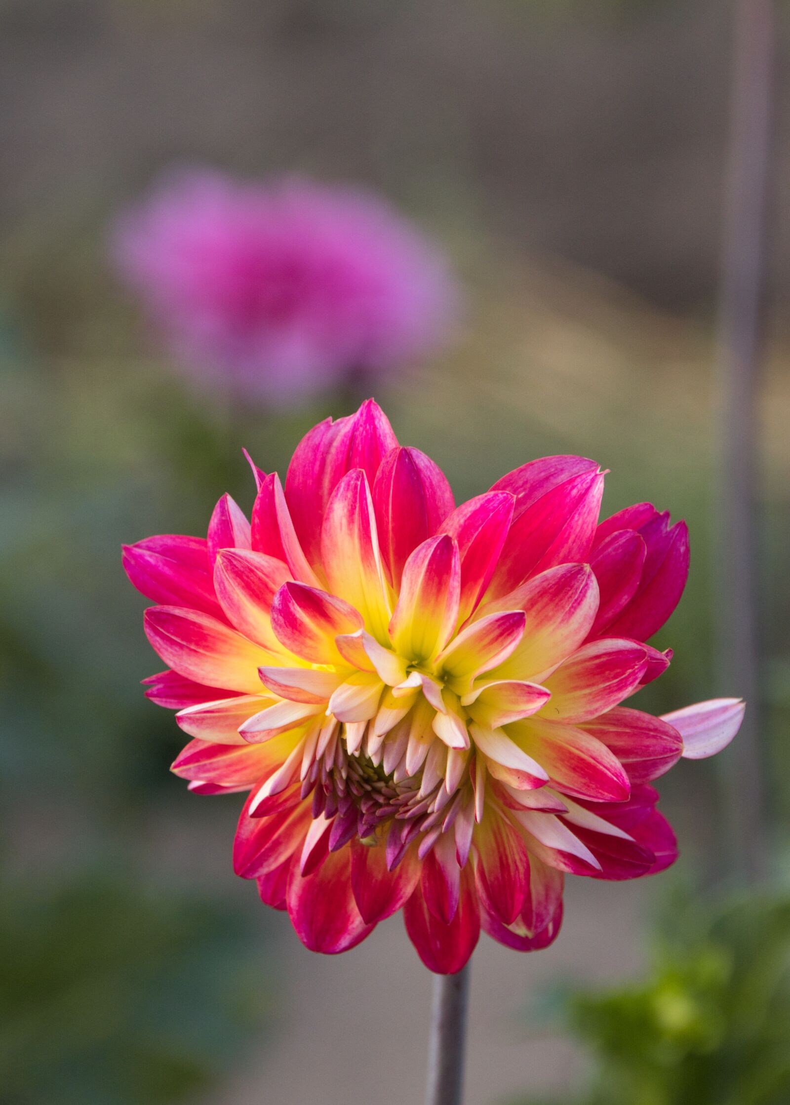Canon EOS 200D (EOS Rebel SL2 / EOS Kiss X9) sample photo. Dahlia, bright, beauty photography