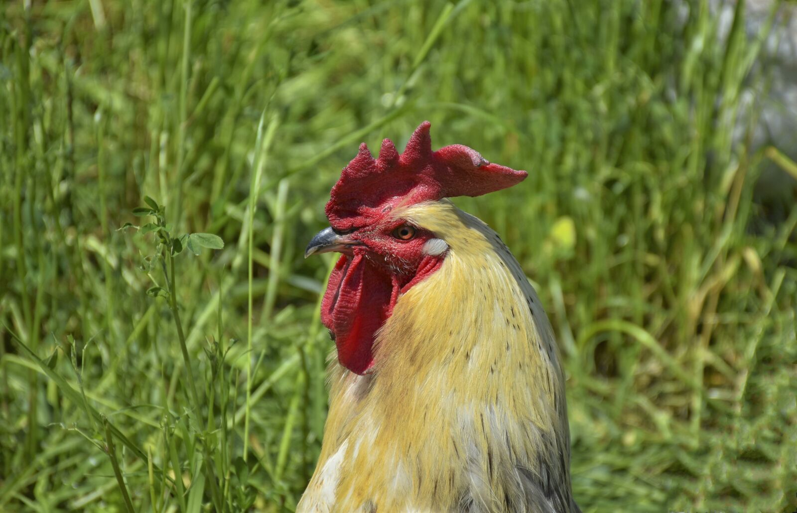 Nikon D7200 sample photo. Hahn, gockel, poultry photography